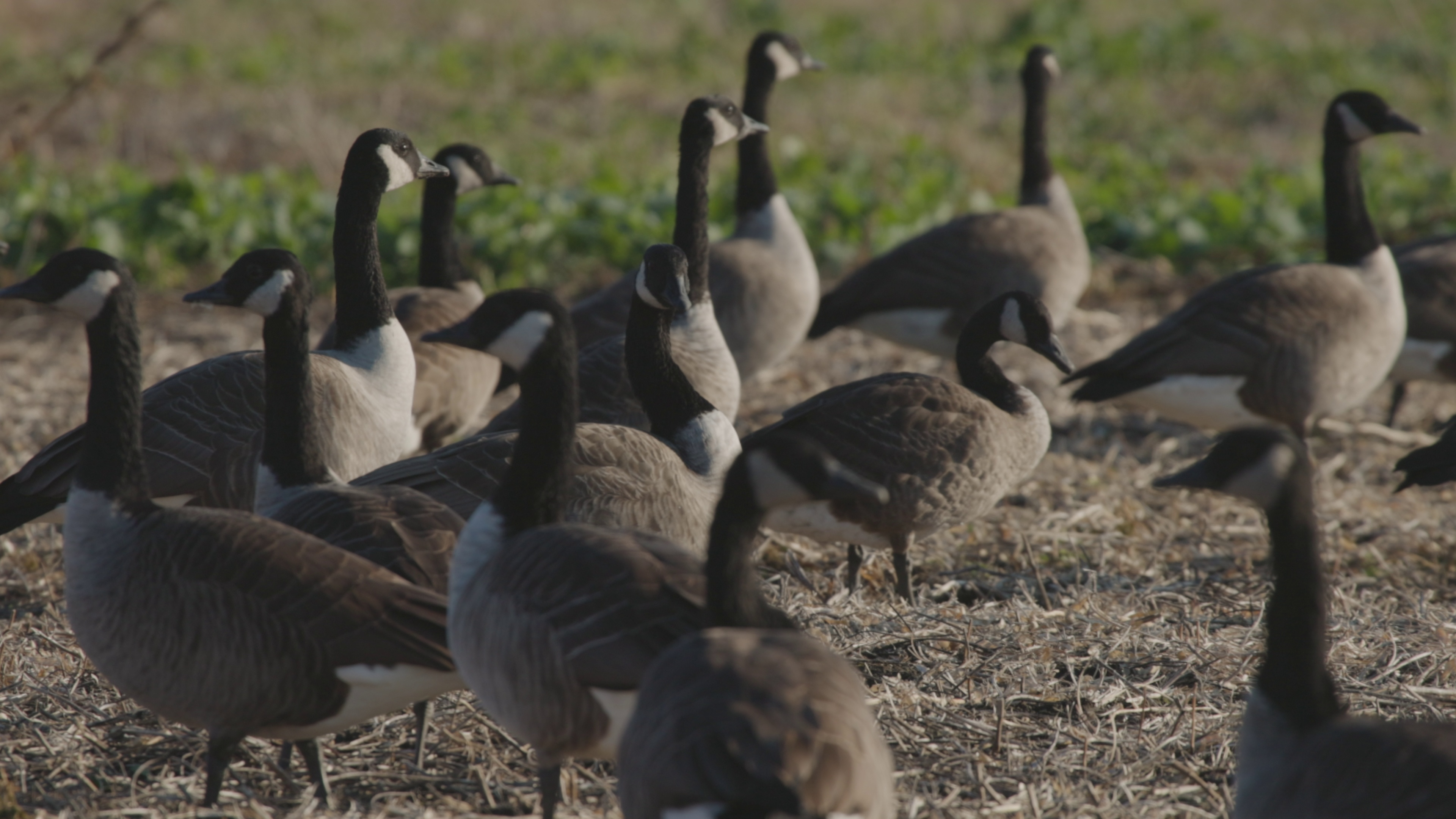 Highly Pathogenic Avian Influenza (HPAI) Confirmed in Geese in Salina - News Image